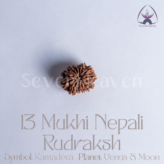 13 Mukhi Nepali Rudraksh