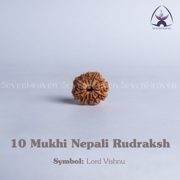 10 Mukhi Nepali Rudraksh