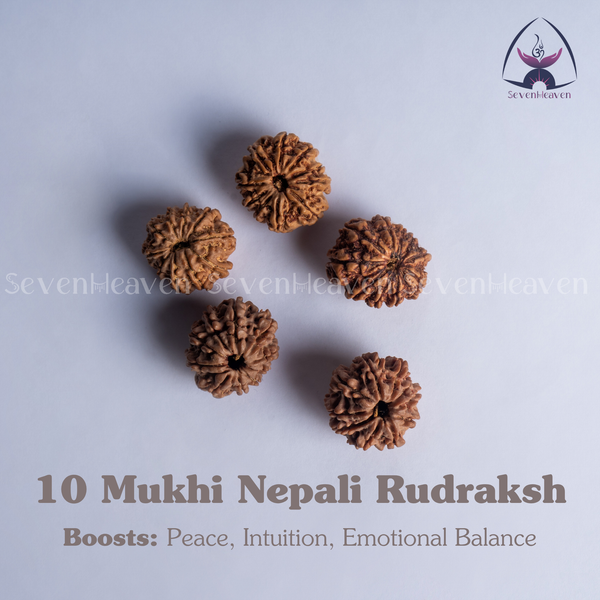 10 Mukhi Nepali Rudraksh