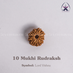 10 Mukhi Rudraksh