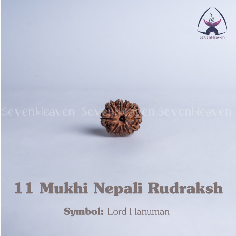 11 Mukhi Nepali Rudraksh