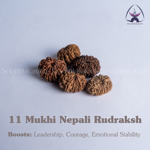 11 Mukhi Nepali Rudraksh