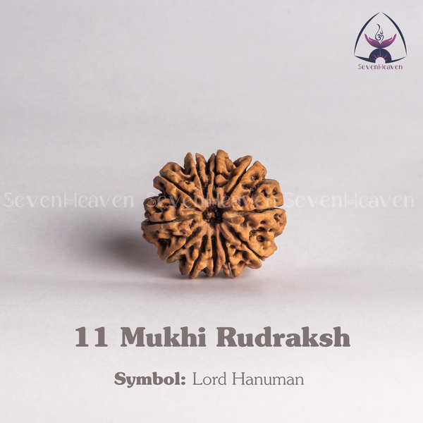 11 Mukhi Rudraksh