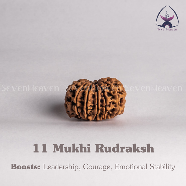 11 Mukhi Rudraksh