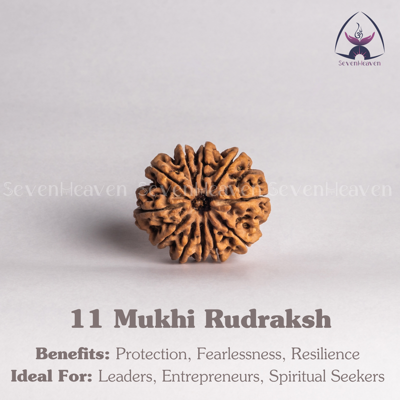 11 Mukhi Rudraksh