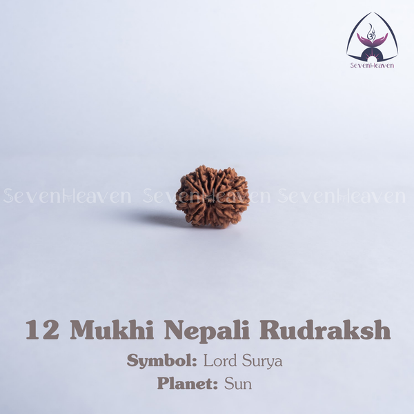 12 Mukhi Nepali Rudraksh
