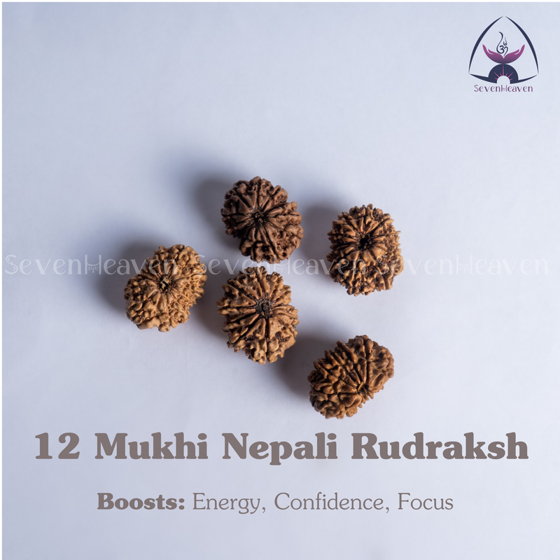12 Mukhi Nepali Rudraksh