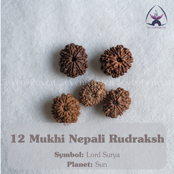 12 Mukhi Nepali Rudraksh