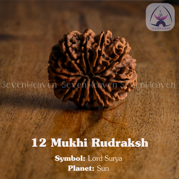 12 Mukhi Rudraksh