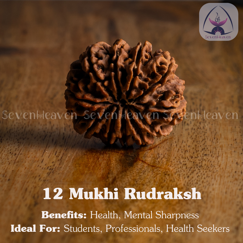 12 Mukhi Rudraksh