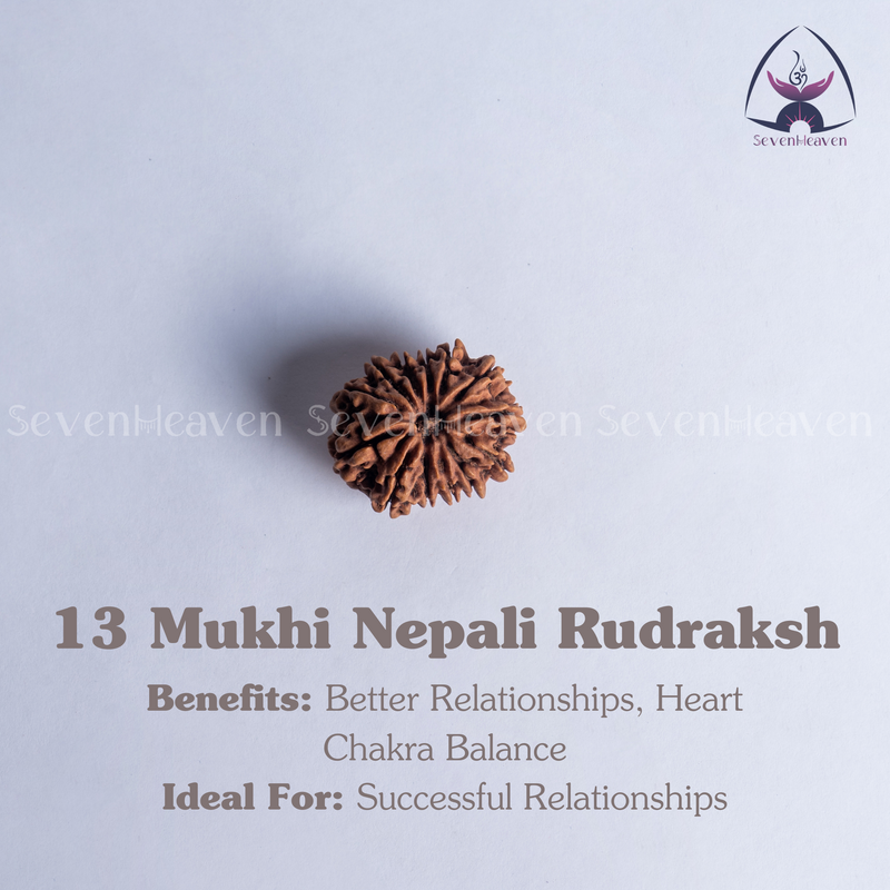13 Mukhi Nepali Rudraksh