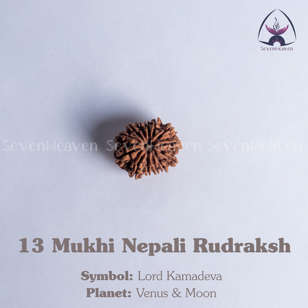 13 Mukhi Nepali Rudraksh
