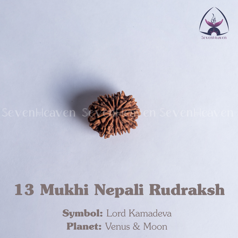 13 Mukhi Nepali Rudraksh