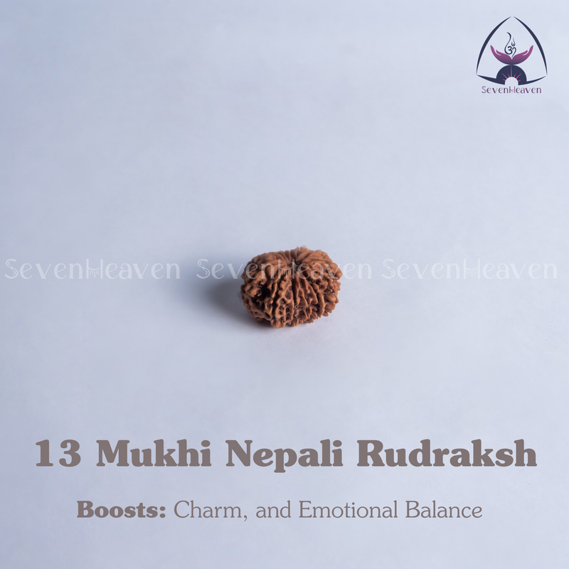 13 Mukhi Nepali Rudraksh
