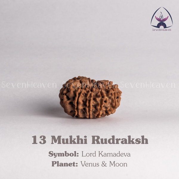 13 Mukhi Rudraksh