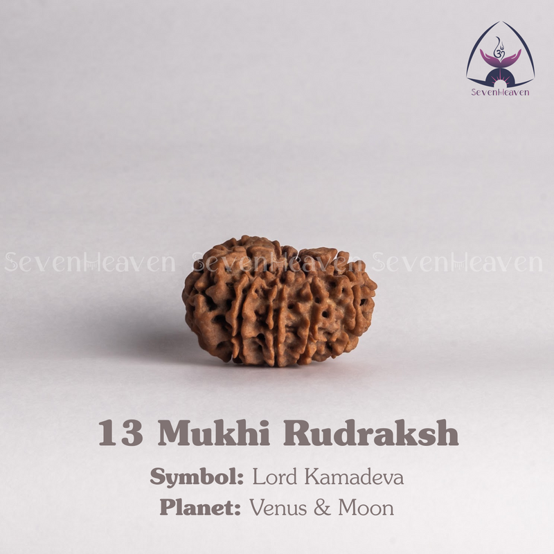 13 Mukhi Rudraksh