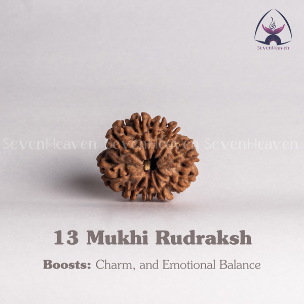 13 Mukhi Rudraksh