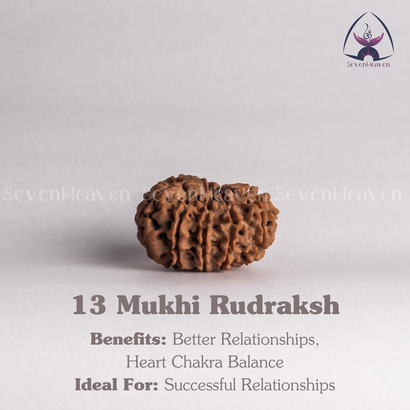 13 Mukhi Rudraksh
