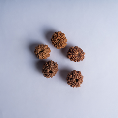 10 Mukhi Nepali Rudraksh