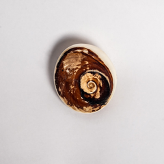 Large Gomti Chakra