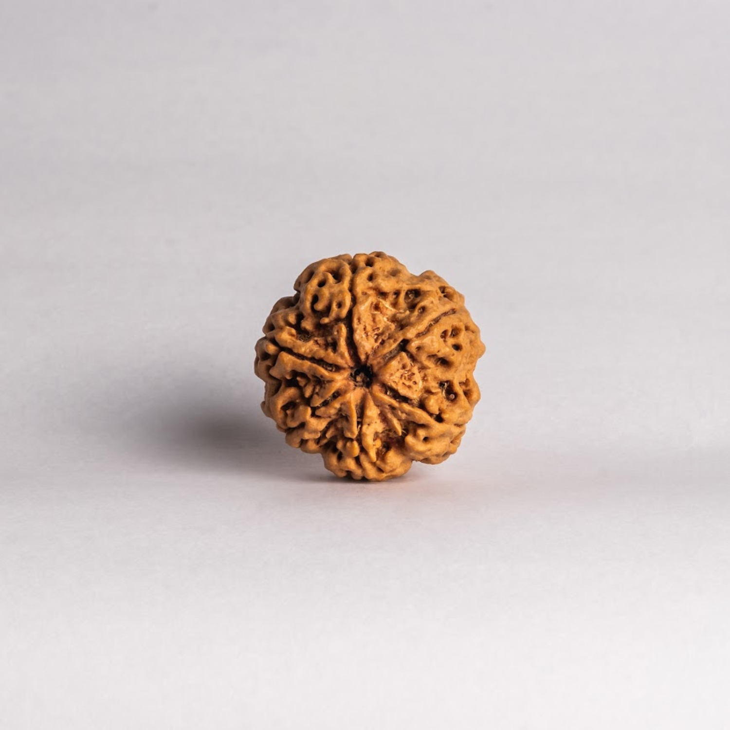 6 Mukhi Rudraksh