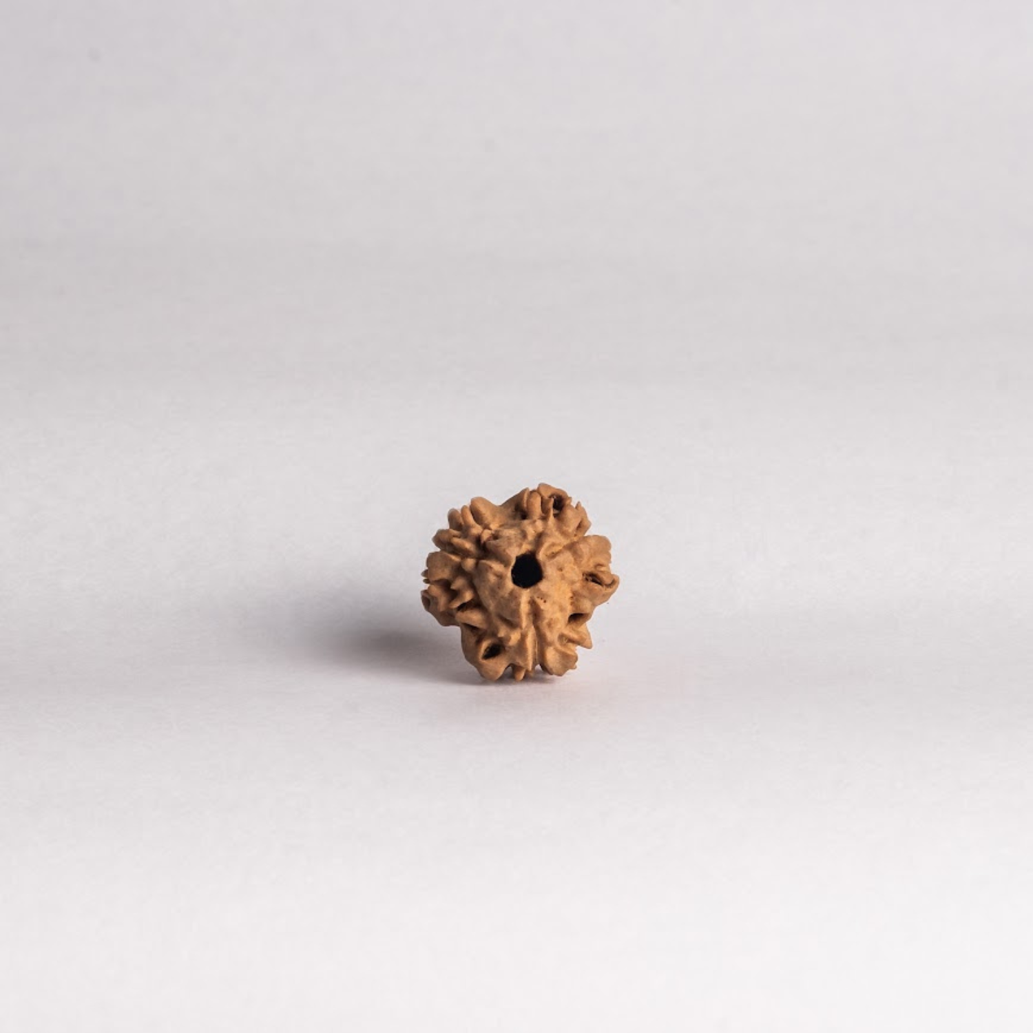 3 Mukhi Rudraksh