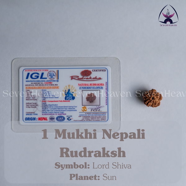 1 Mukhi Nepali Rudraksh