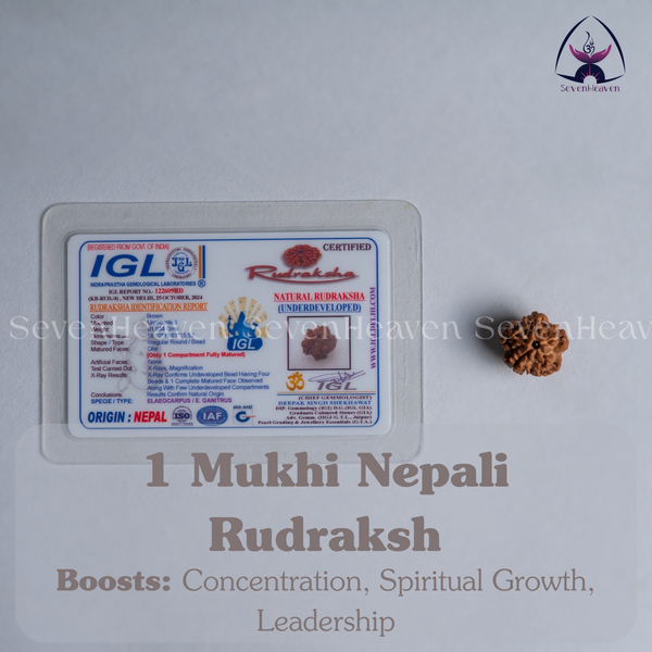1 Mukhi Nepali Rudraksh