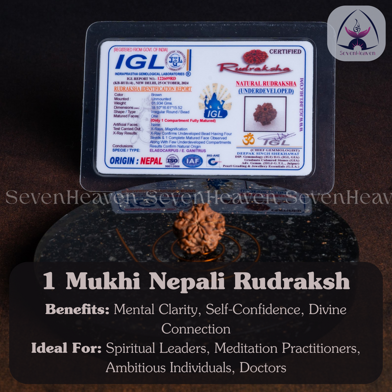 1 Mukhi Nepali Rudraksh