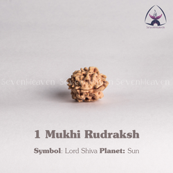 1 Mukhi Rudraksh
