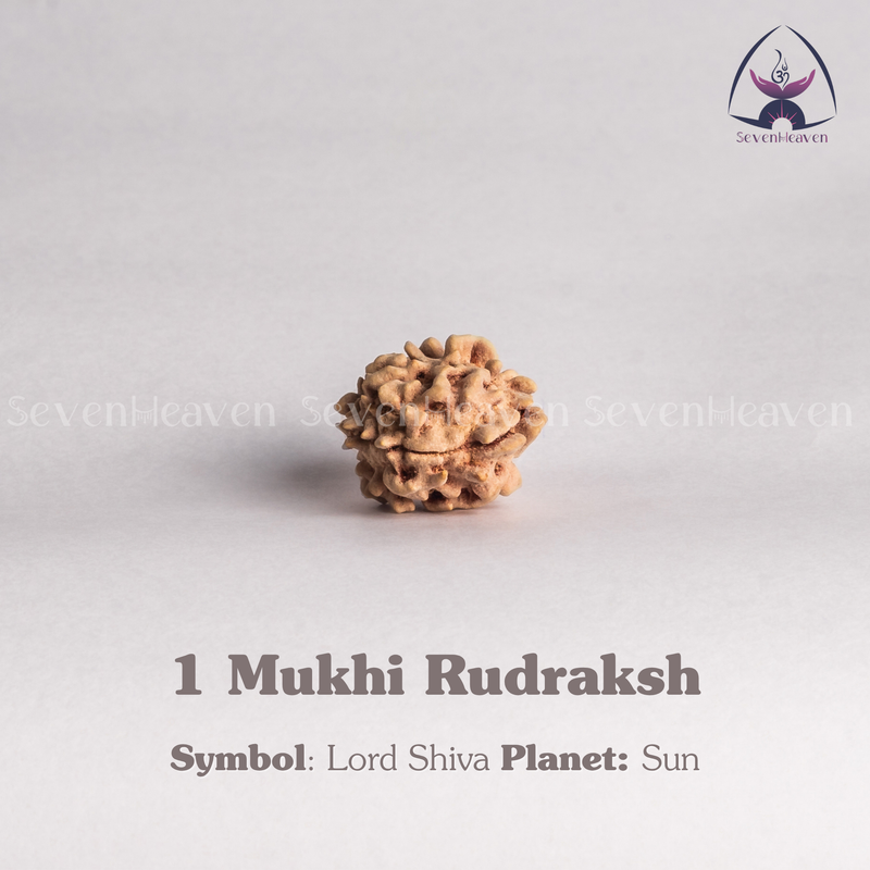 1 Mukhi Rudraksh