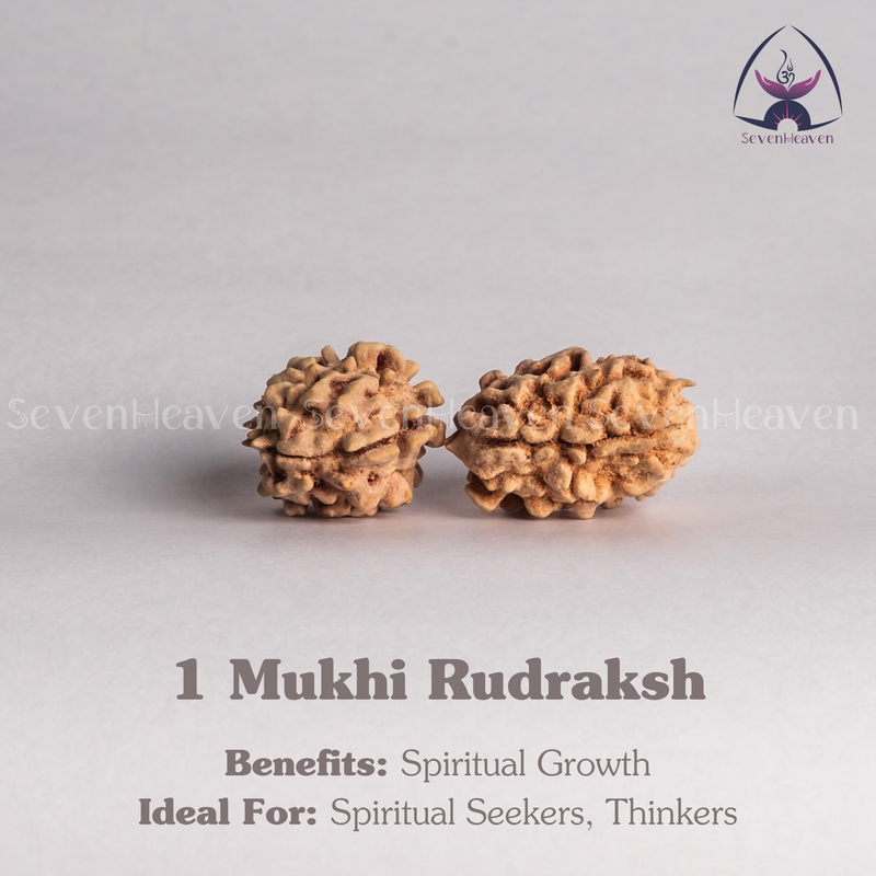 1 Mukhi Rudraksh