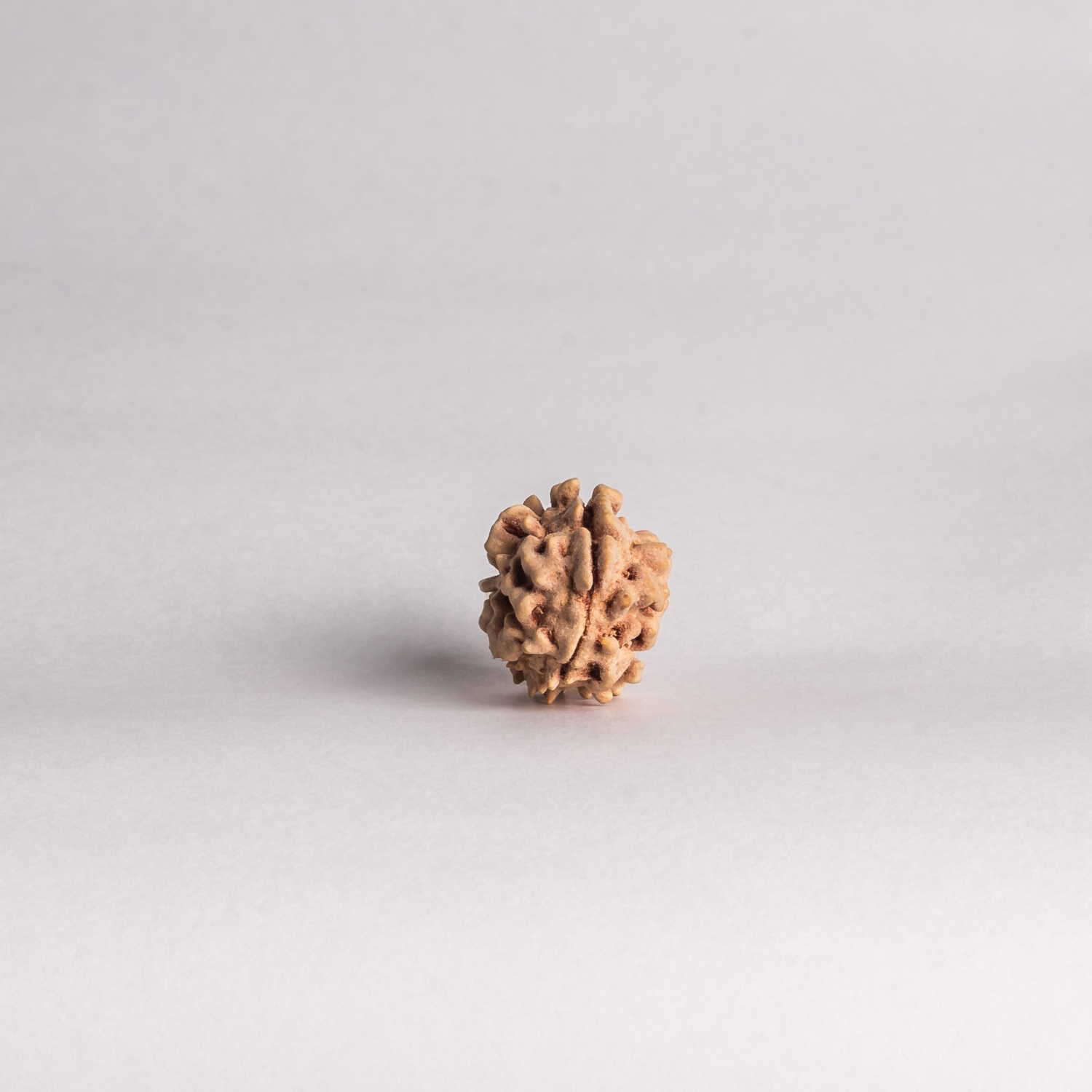 2 Mukhi Indian Origin Rudraksh