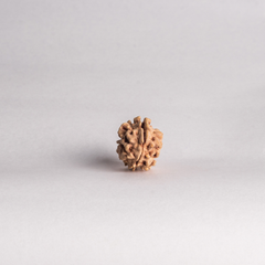 2 Mukhi Indian Origin Rudraksh
