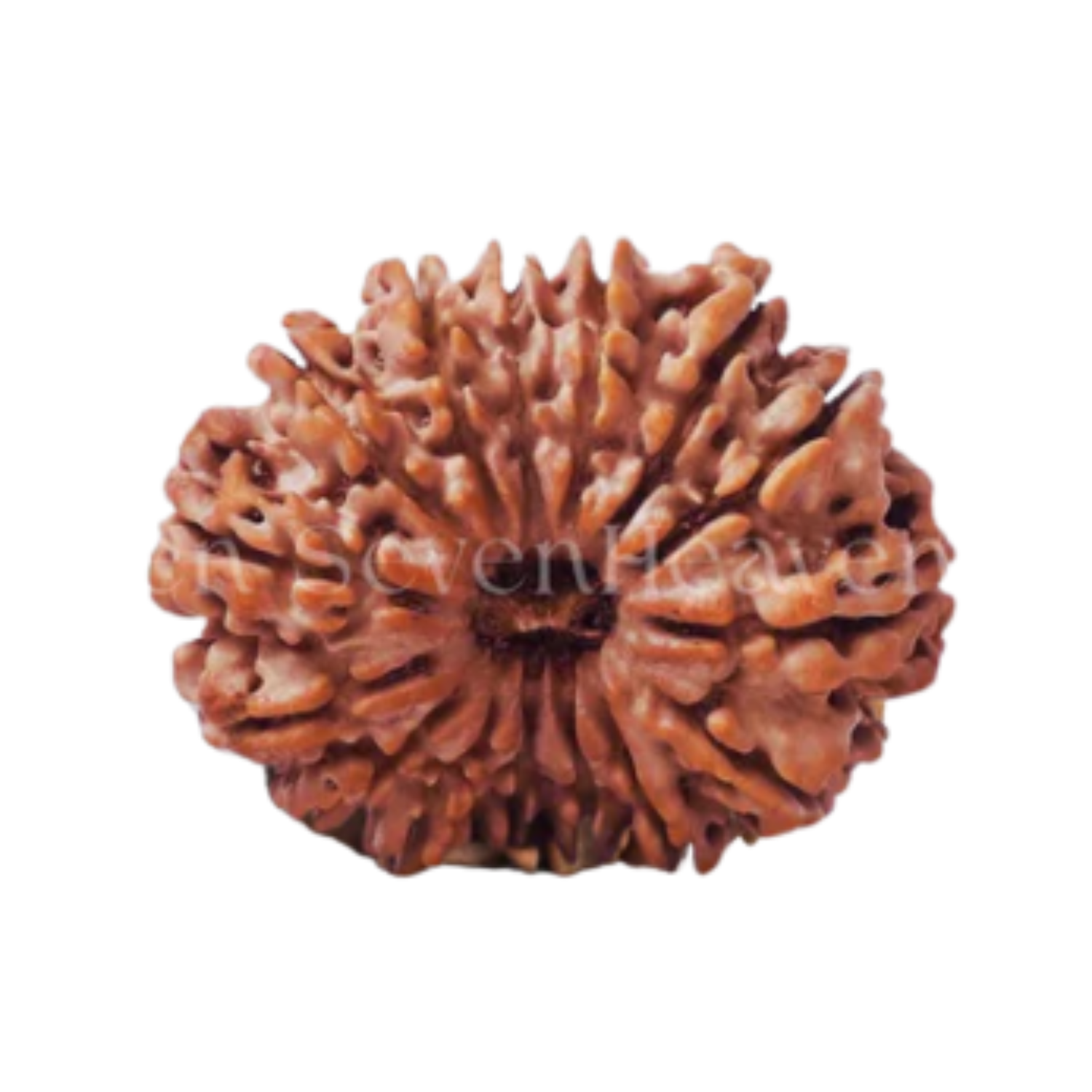 14 Mukhi Rudraksh