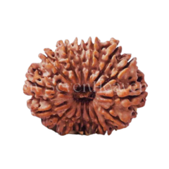 14 Mukhi Rudraksh