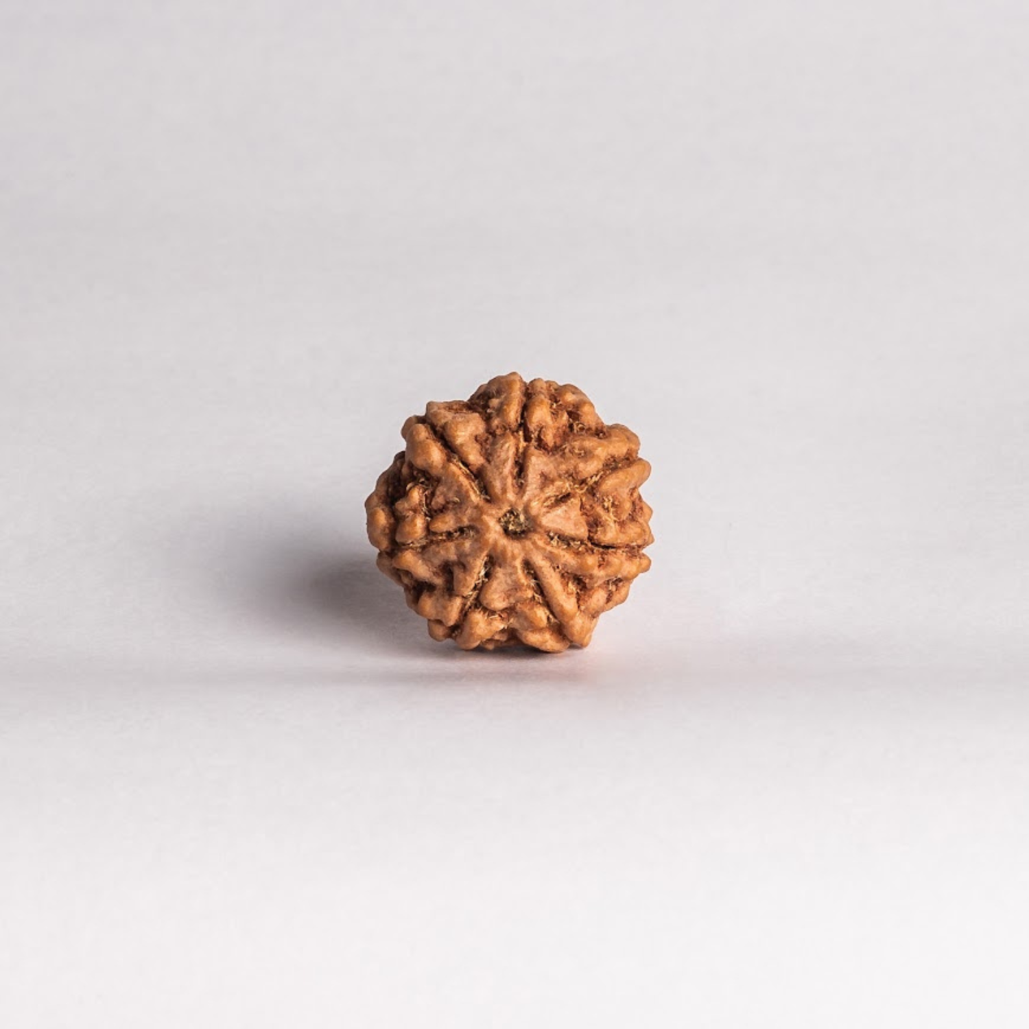 7 Mukhi Rudraksh