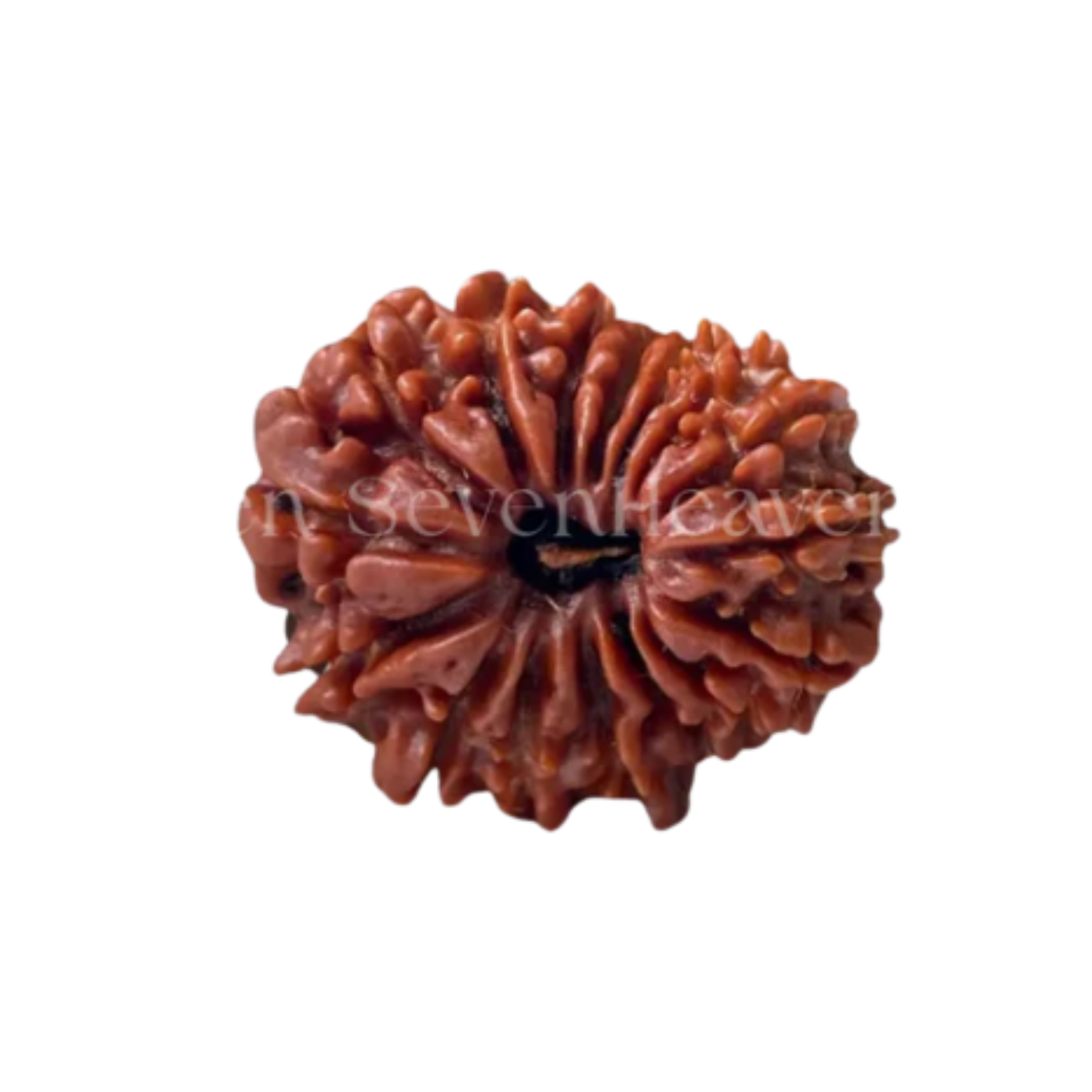 17 Mukhi Rudraksh