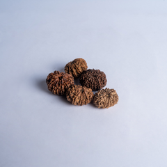 12 Mukhi Nepali Rudraksh