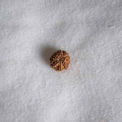 9 Mukhi Nepali Rudraksh