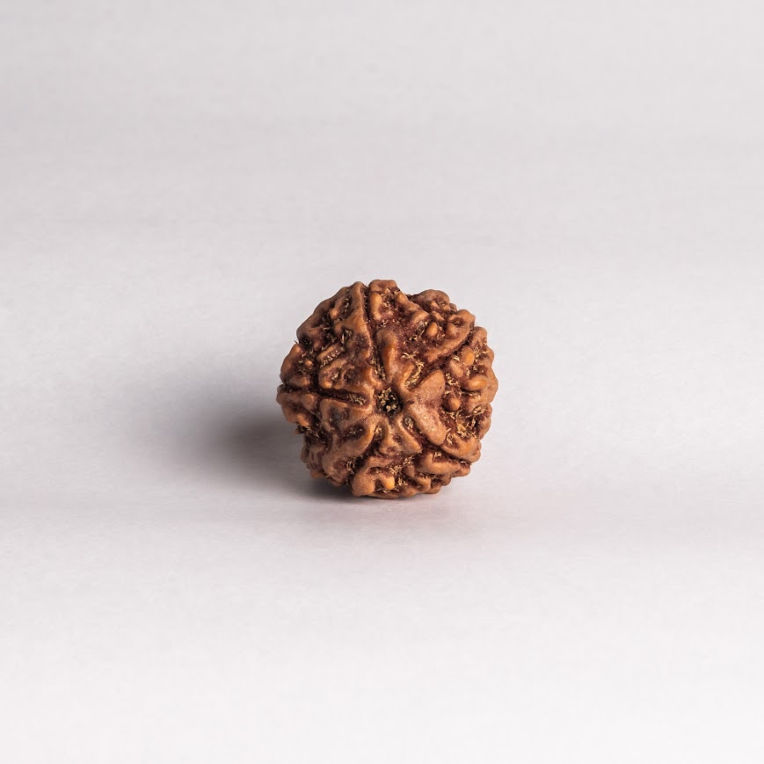5 Mukhi Nepali Rudraksha Bead for Peace, Wisdom & Spiritual Growth