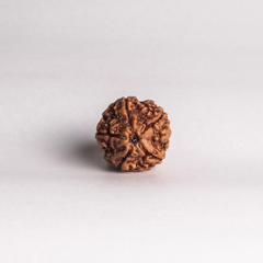 5 Mukhi Nepali Rudraksha Bead for Peace, Wisdom & Spiritual Growth