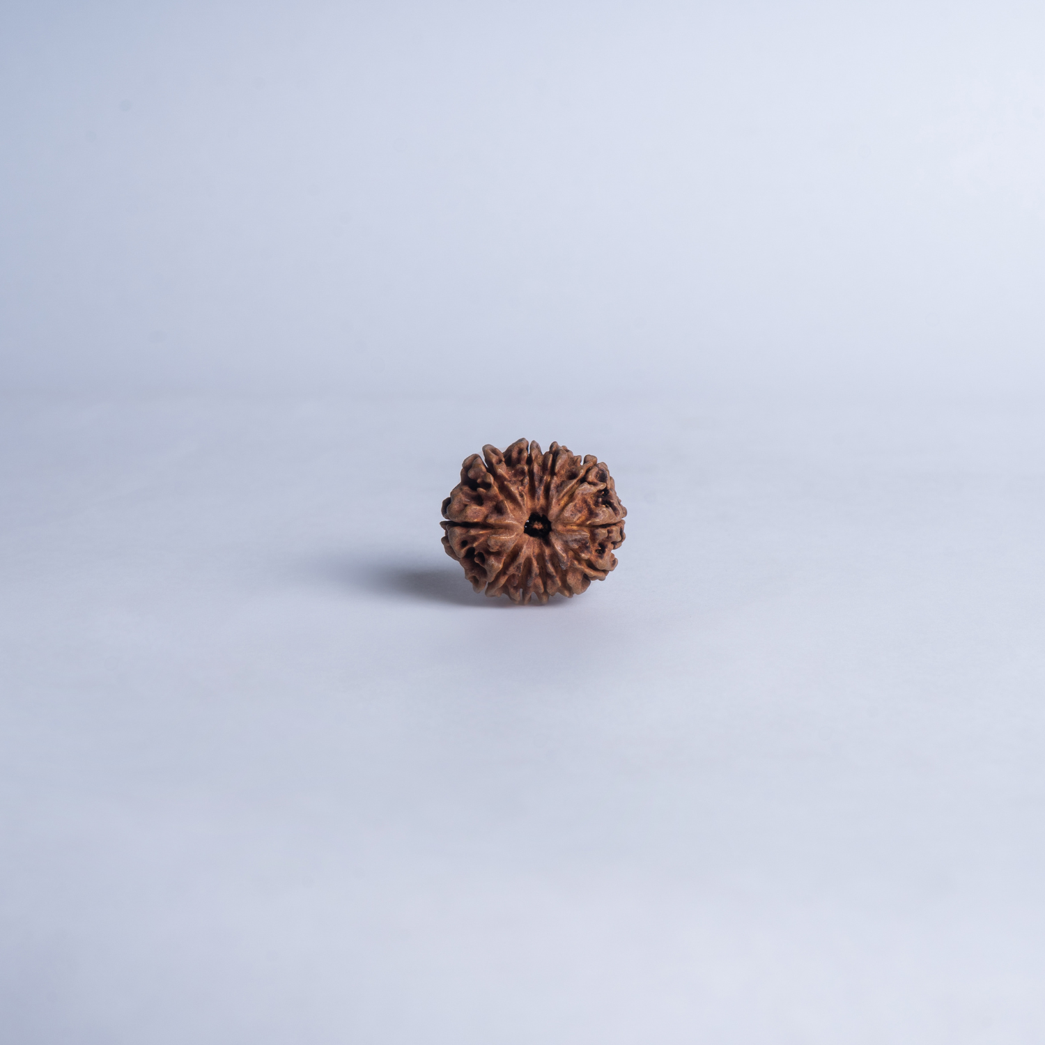 11 Mukhi Nepali Rudraksh