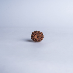 11 Mukhi Nepali Rudraksh