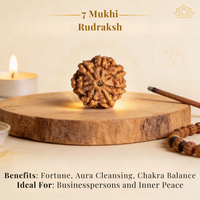 7 Mukhi Rudraksh