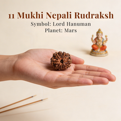 11 Mukhi Nepali Rudraksh