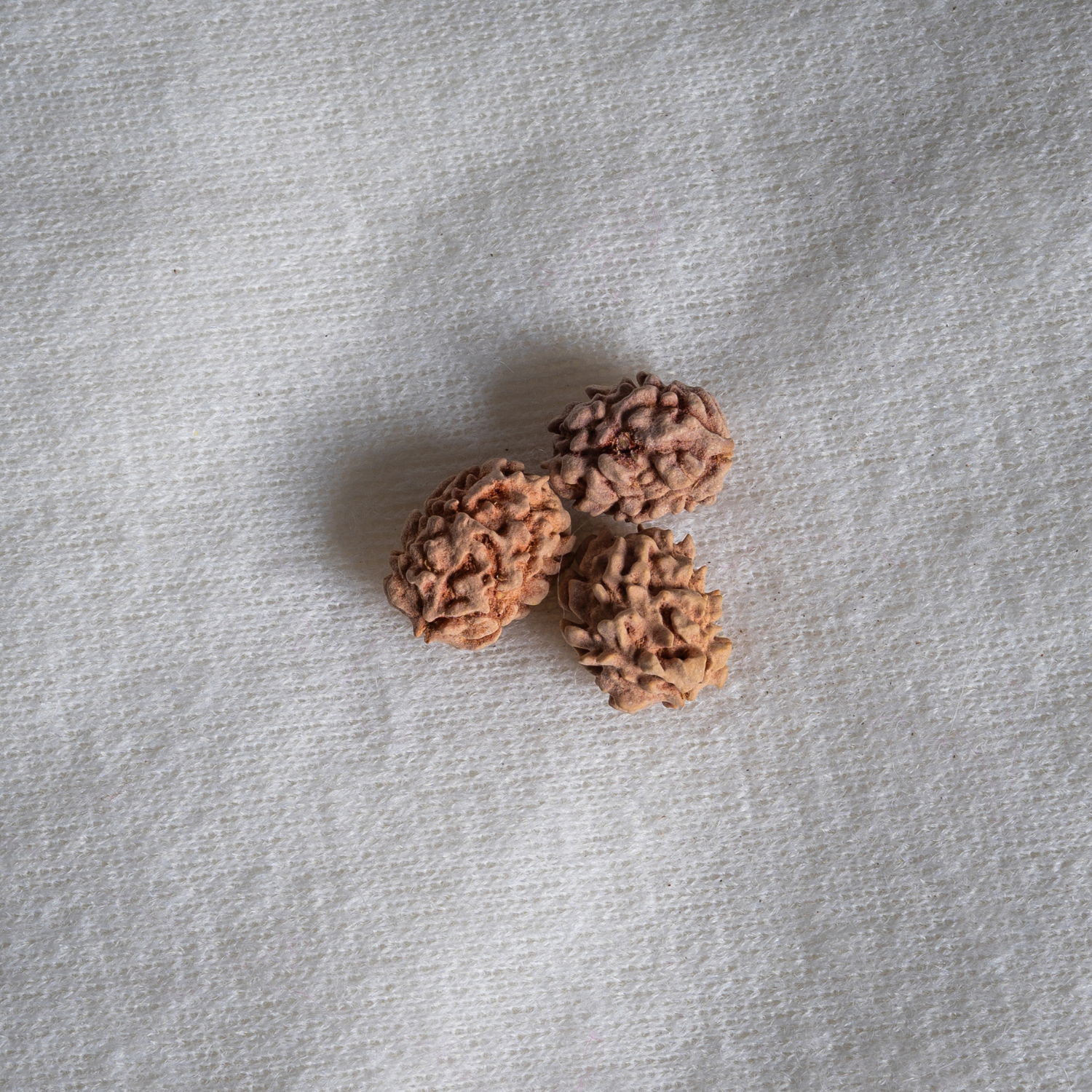 2 Mukhi Nepali Rudraksh