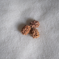 2 Mukhi Nepali Rudraksh
