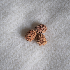 2 Mukhi Nepali Rudraksh