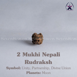 2 Mukhi Nepali Rudraksh
